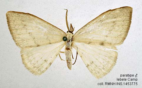 Papua Insects Foundation (Lepidoptera/Drepanidae/Drepaninae ...